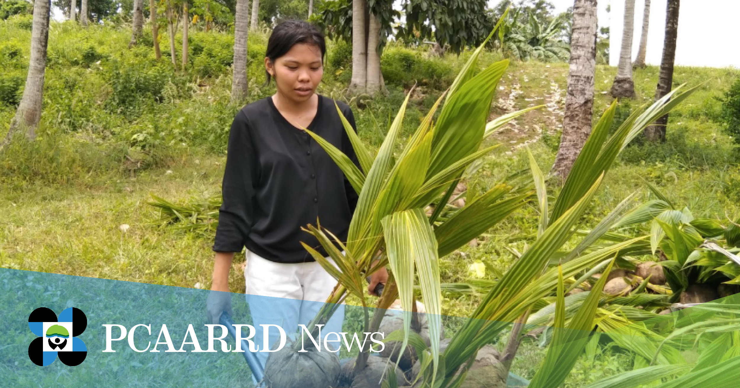 Project to replace Davao’s damaged, typhoon-hit coconut palms with high yielding hybrids